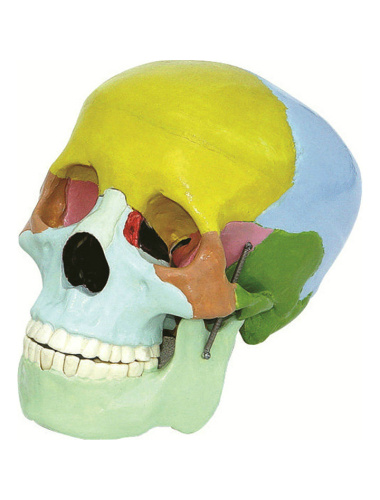 skull-color-model